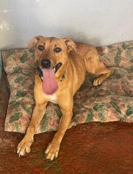 Chispa - Lorsch (Karolingerstadt)