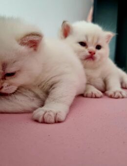 Bkh Kitten mit Stammbaum point golden nur noch ein Kätzchen - Elsdorf (Nordrhein-Westfalen)
