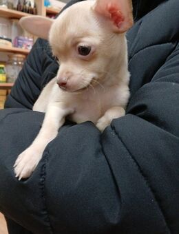 Chihuahua Welpen, reinrassig, kurzhaar , männlich - Merseburg