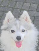Verspielte kleine Pomsky Hündin Husky x Pomeranian Mix in 51381