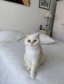 Wunderschöne BKH Kätzchen in 26133