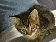 Maincoon/Bkh kitten mix - Dommershausen