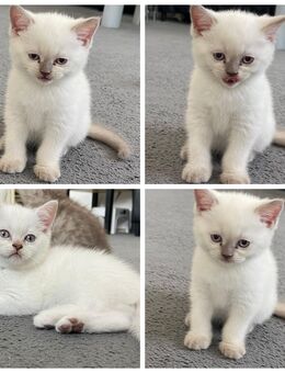 Reinrassige BKH Kitten - Bürstadt