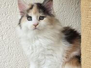 Maine Coon Kitten XXL Reinrasig - Haar