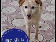 Buddy - verschmuster Opi sucht - Gelenau (Erzgebirge)