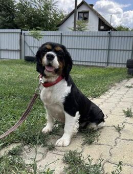 Yvett 5,5 Jahre Cavalier King Charles - Kassel