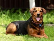 LEXA- sucht ihre Familie - Mainhardt
