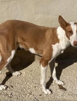 Rocío-zurückhaltend, aber kontaktfreudig - Bad Camberg