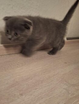 BabyKatze - Münster