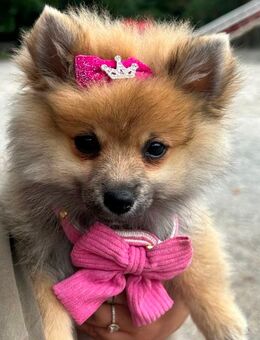 Pomeranian Zwergspitz - Heilbronn