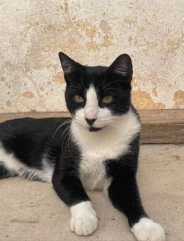 Traumkater Romeo wartet schon so lange ❤ - Saarbrücken
