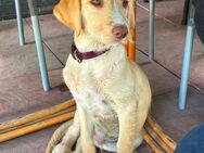 Labrador-/ Doodle Welpe - Hahausen