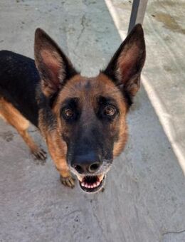 Moana würde das Tierheim gerne verlassen - Laatzen