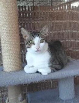 Brocolo, tapferer Kämpfer, ca. 1 Jahr - Vaterstetten