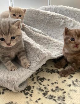 BkH Kitten reinrassig Silver tabby - Bremen