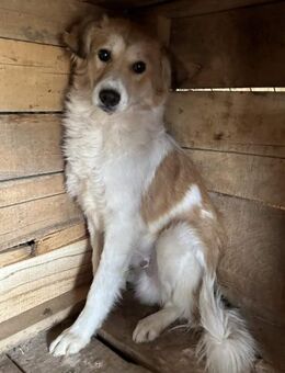 Ängstl. SAM sucht erf. Zuhause! - Neuberg