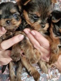 Yorkshire Terrier - Hammersbach