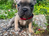3super süße Französische Bulldoggen Welpen - Willingen (Upland)