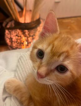 Kitten Ragdoll mix - Leverkusen