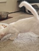 Siamesen und Balinesen kitten in 13587