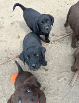 Labrador Welpen - Langlingen
