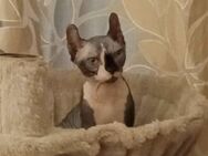 2 Sphynx Jungkatzen (männlich und weiblich) suchen ein neues Zuhause - Berlin Marzahn-Hellersdorf