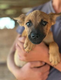 Jette - die fröhliche Maus 🐾 - Elsdorf (Nordrhein-Westfalen)