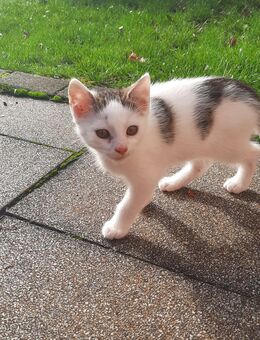 Kleiner Kater - Freital