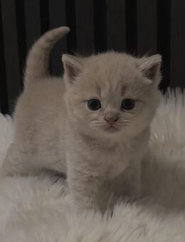BKH Kitten Creme, Blue,Lilac,weiß mitte Dezember abzugeben !! - Stockach