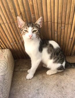 Theo aus dem Tierschutz - Grevenbroich