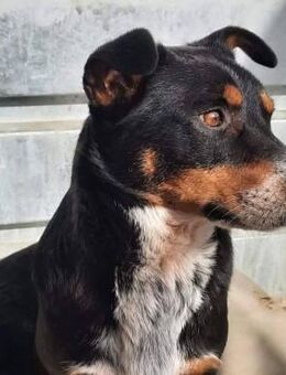 PANCHO - Velbert