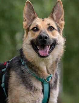 Zarte Mira sucht liebevolles Zuhause - Duisburg