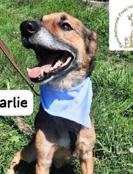 CHARLIE - sanftmütiger, braver Bub - Kissing