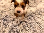 Holly - Unsere bezaubernde Biewer Yorkshire Terrier Weibchen sucht ein liebevolles Zuhause - Rösrath