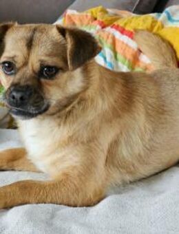 Menschenbezogene CELIA... - Koblenz