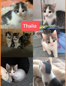 3 Baby Katzen Kitten Mädchen - Coesfeld