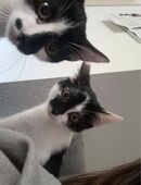 Zwei Liebevolle Kater suchen neues Zuhause in 51063