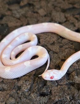Avalanche Motley Pied, Snow Motley, Ghost Tessera Motley - Schwelm
