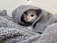 Süßer Kater (30 Wochen alt) sucht liebevolles Zuhause - Lahr (Schwarzwald) Zentrum