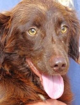 Wer schenkt CHOCO ein besseres Leben? - Gefrees