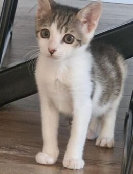 MiOUSCHKA braucht 1 Zuhause 🙏🍀 - Mylau