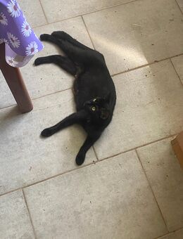Schwarze Katze zu vergeben - Jahnsdorf (Erzgebirge)