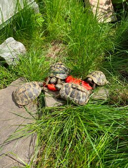 Vier Griechische Landschildkröten (Testudo Hermanni) geb.2019 - Leverkusen