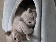 BKH Kitten reinrassige - Olpe