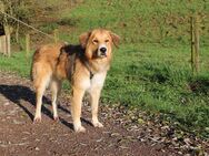 Betty sucht ihre Menschen - Schermbeck