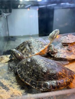 Schmuckschildkröten abzugeben - Geringswalde