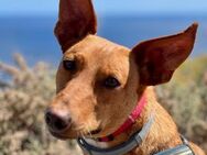 Matu - Podenco Andaluz Mix - Bad Camberg