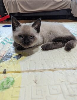 BKH Kitten - Wittmund