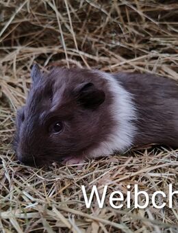 Meerschweinchen Weibchen 8 Wochen - Högsdorf