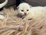 Ragdoll kitten - Dortmund